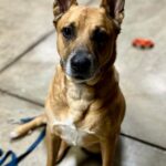 FB_IMG_1738645225478