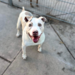 Screenshot_20250409-193941